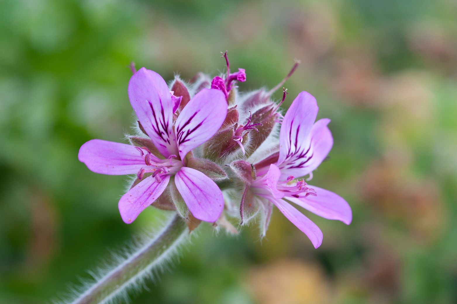 Pelargonium_capitatum,_two_blooms_detail
