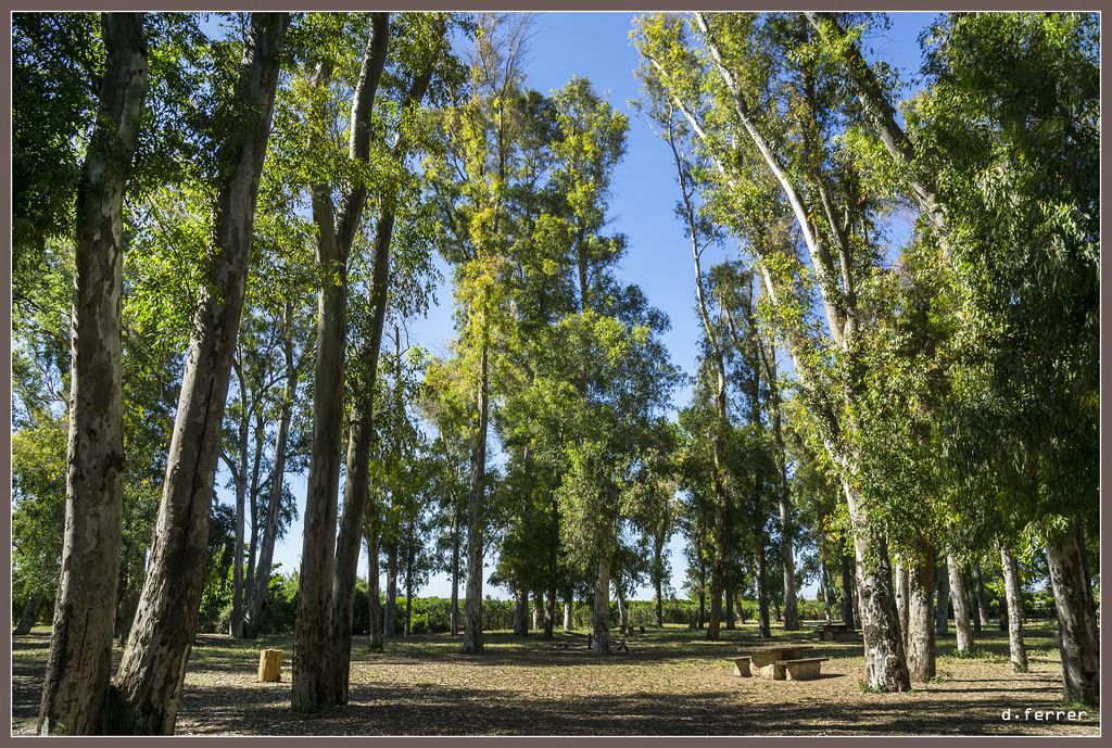 La Xopera, el espacio natural de Algemesí que conserva el único bosque de ribera de la región