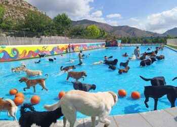 Piscinas para perros o resorts caninos en la Comunitat Valenciana, vacaciones para tu mascota