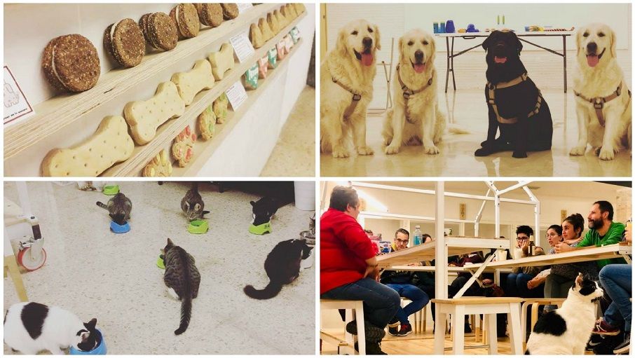 La Fábrica de Huellas lanza un SOS para mantener el cat-kafé y su proyecto de concienciación animal
