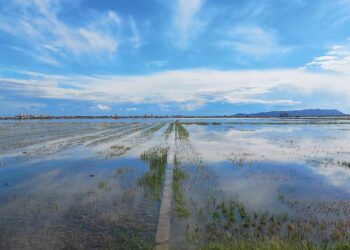 La Perellonà, la inundación invernal de la Albufera que transforma el paisaje de la marjal