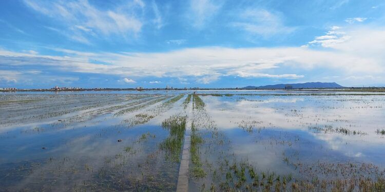 La Perellonà, la inundación invernal de la Albufera que transforma el paisaje de la marjal