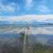 La Perellonà, la inundación invernal de la Albufera que transforma el paisaje de la marjal
