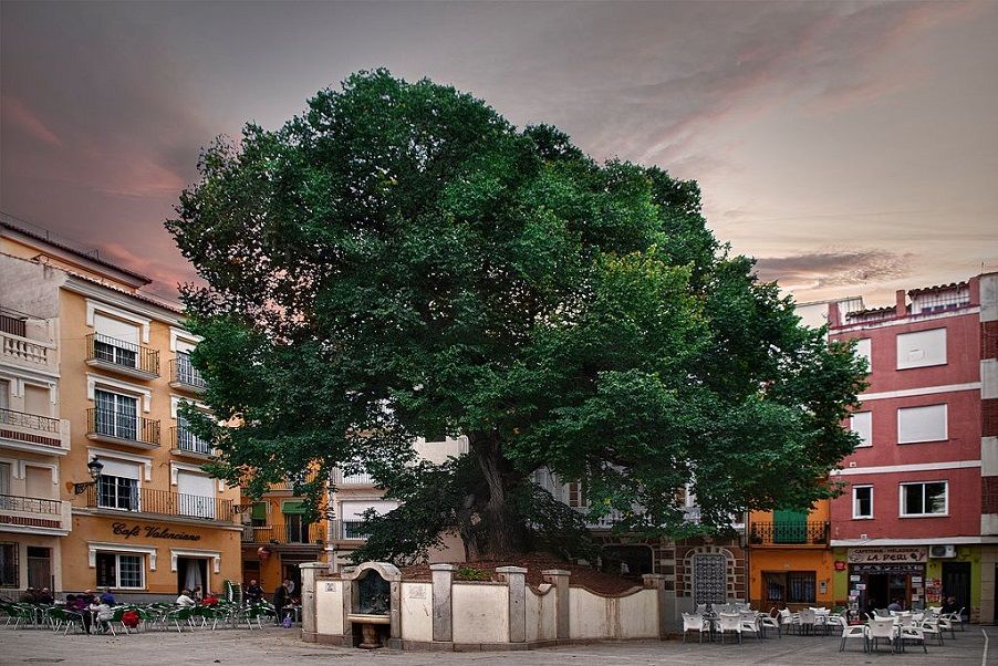 ¿Sabías que el Árbol del año 2019 en España está en la Comunitat Valenciana?