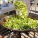 Paella de Fetge de Bou, una receta tradicional valenciana con escarola, hígado y casquería