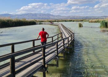 El Parque Natural El Hondo, un precioso paseo sobre pasarelas de madera
