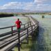 El Parque Natural El Hondo, un precioso paseo sobre pasarelas de madera