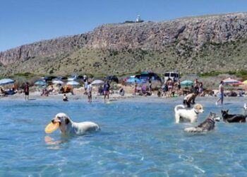 Una de las mejores playas para perros de España está en la Comunidad Valenciana