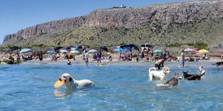 Una de las mejores playas para perros de España está en la Comunidad Valenciana