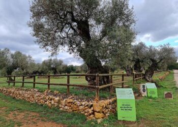 El Museo Natural de Olivos Milenarios del Pou del Mas, un rincón histórico en La Jana