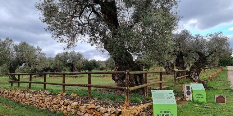 El Museo Natural de Olivos Milenarios del Pou del Mas, un rincón histórico en La Jana