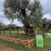 El Museo Natural de Olivos Milenarios del Pou del Mas, un rincón histórico en La Jana