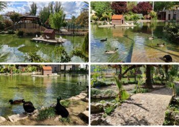 El Parque de los Morerales de Ayora, un pequeño lago lleno de patos y ocas