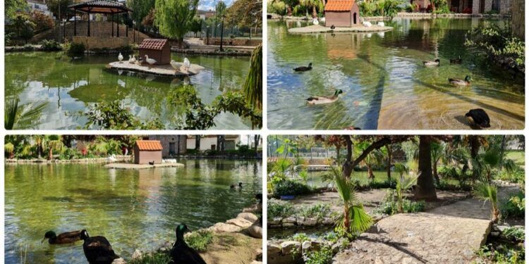 El Parque de los Morerales de Ayora, un pequeño lago lleno de patos y ocas