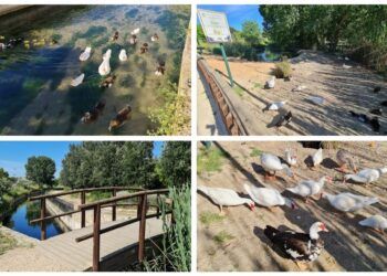 El Parc la Palanqueta, un rincón lleno de patos en Canals