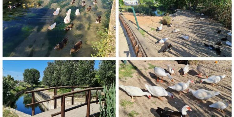 El Parc la Palanqueta, un rincón lleno de patos en Canals