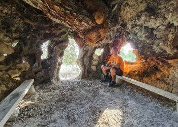 El Olivo Bimilenario de Gorga, una «casa-árbol» con más de 2000 años de antigüedad