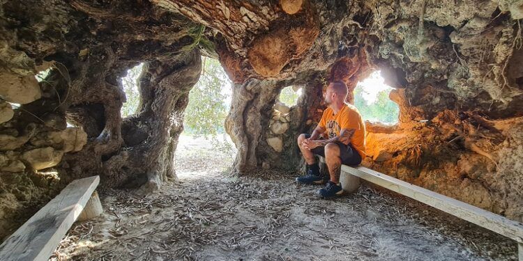 El Olivo Bimilenario de Gorga, una «casa-árbol» con más de 2000 años de antigüedad
