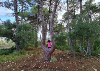 De ruta en Quatretonda por el Pi del Tiraoret, el Xarco dels Coloms y la Cova del Mosquit