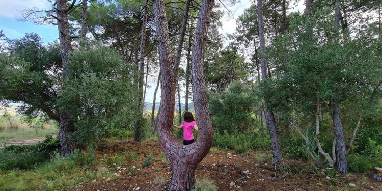 De ruta en Quatretonda por el Pi del Tiraoret, el Xarco dels Coloms y la Cova del Mosquit
