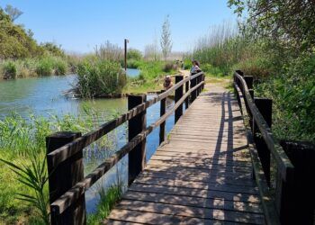La Ruta Ornitológica de la Marjal de Pego-Oliva y por la Font Salada, un bello recorrido familiar