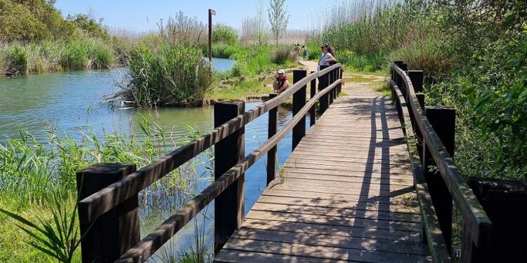 La Ruta Ornitológica de la Marjal de Pego-Oliva y por la Font Salada, un bello recorrido familiar