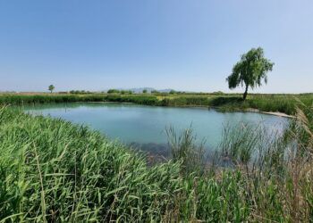 La Ruta dels Ullals de Albalat de la Ribera, un recorrido por la marjal de Albalat y sus humedales