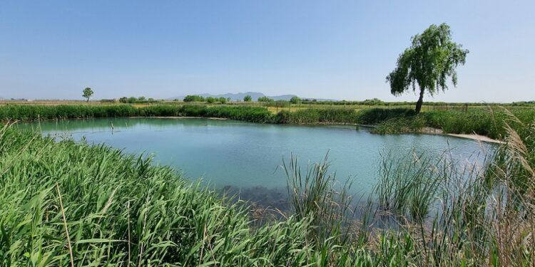 La Ruta dels Ullals de Albalat de la Ribera, un recorrido por la marjal de Albalat y sus humedales