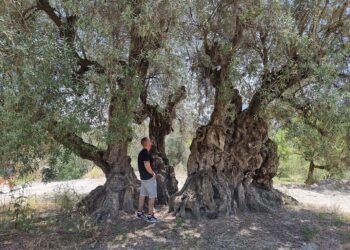 ¿Sabías que el Mejor Olivo Monumental de España en 2022 está en la Comunitat Valenciana?