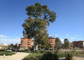 ¿Sabías que la ciudad de Valencia tiene el árbol más alto de toda la provincia?