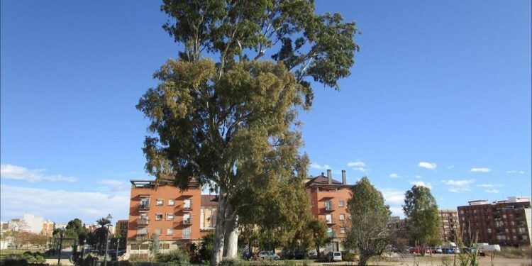 ¿Sabías que la ciudad de Valencia tiene el árbol más alto de toda la provincia?