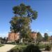 ¿Sabías que la ciudad de Valencia tiene el árbol más alto de toda la provincia?