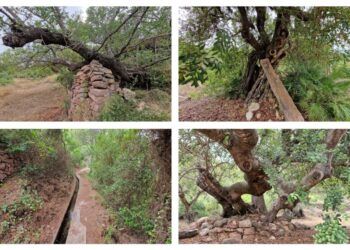 La ruta de les Macollades de Olocau, una ruta por la arboleda de algarrobos más grande de Europa