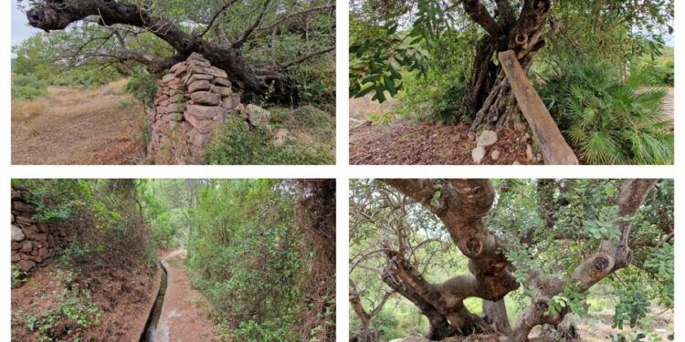 La ruta de les Macollades de Olocau, una ruta por la arboleda de algarrobos más grande de Europa