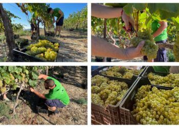 La Cooperativa de Viver organiza una vendimia tradicional con cata de vinos y desalmuerzo
