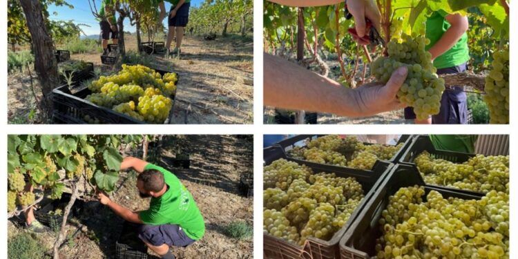 La Cooperativa de Viver organiza una vendimia tradicional con cata de vinos y desalmuerzo