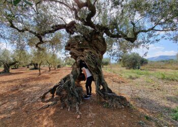 La olivera de les Quatre Potes, un olivo milenario que fue premiado mejor olivo de España en 2016