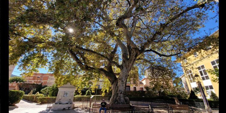 ¿Sabías que el monumental plátano de Biar ha sido nominado para Árbol de España en 2023?