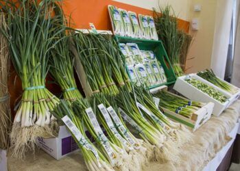 Llega FirAll 2023, la Feria del Ajo Tierno de Xàtiva con actividades, gastronomía y visitas guiadas