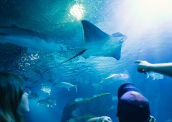Oceanogràfic de Valencia, un sorprendente viaje entre tortugas, tiburones y miles de peces