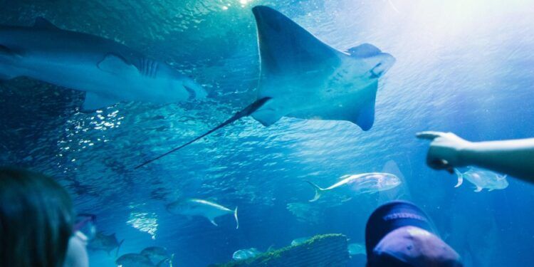 Oceanogràfic de Valencia, un sorprendente viaje entre tortugas, tiburones y miles de peces
