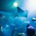 Oceanogràfic de Valencia, un sorprendente viaje entre tortugas, tiburones y miles de peces