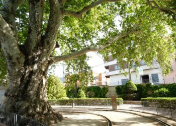 ¿Sabías que la Comunitat Valenciana es la autonomía con más árboles protegidos de España?