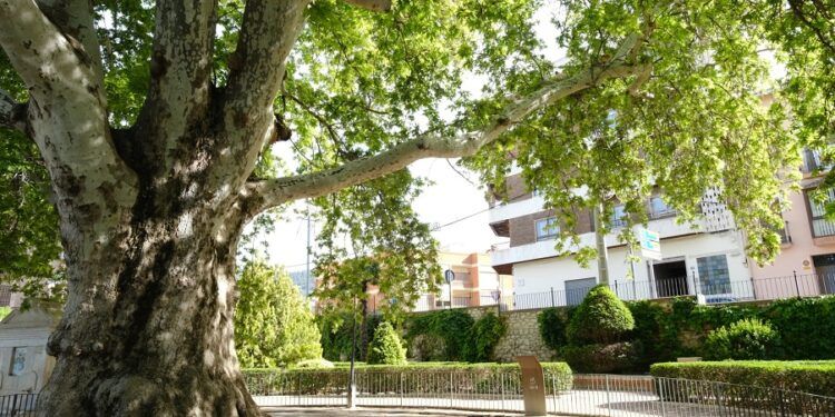 ¿Sabías que la Comunitat Valenciana es la autonomía con más árboles protegidos de España?