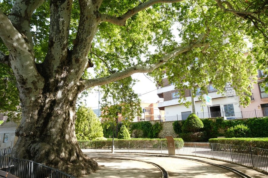 ¿Sabías que la Comunitat Valenciana es la autonomía con más árboles protegidos de España?