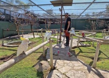 El Jardín del Papagayo, un parque zoológico interactivo con más de 50 especies de papagayos