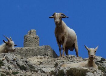 El Montcabrer desde la ermita de Sant Cristòfol, una de las rutas más bellas de Alicante