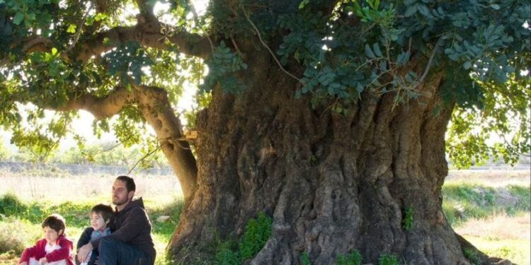 ¿Sabías que el mejor algarrobo de España en 2023 se encuentra en la provincia de Valencia?