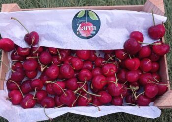 Zarra celebra este fin de semana con gran ilusión CereZarra 2023, su primera Feria de Cereza
