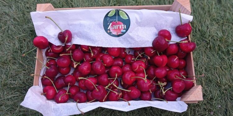 Zarra celebra este fin de semana con gran ilusión CereZarra 2023, su primera Feria de Cereza